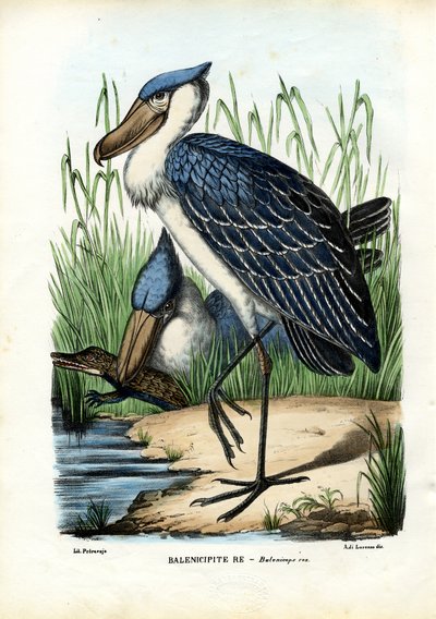 Walhaupt von Raimundo Petraroja